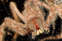 Heteropoda davidbowie Heteropoda davidbowie