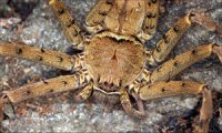 Heteropoda venatoria Heteropoda venatoria