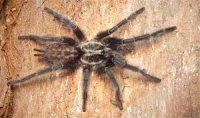 Heterothele villosella Heterothele villosella