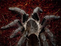 Hysterocrates gigas Hysterocrates gigas