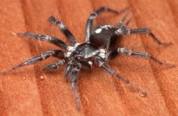 Ischnothele caudata Ischnothele caudata