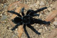 Lampropelma nigerrimum Lampropelma nigerrimum