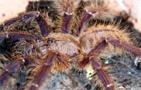 Lampropelma violaceopes Lampropelma violaceopes