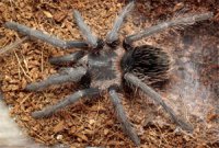 Lasiodora parahybana - ptasznik olbrzymi Lasiodora parahybana - ptasznik olbrzymi