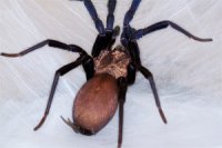 Linothele megatheloides Linothele megatheloides