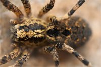 Lycosa tarantula - tarantula włoska Lycosa tarantula - tarantula włoska
