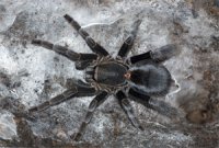 Lyrognathus crotalus Lyrognathus crotalus