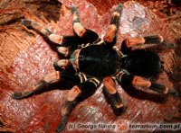 Megaphobema mesomelas Megaphobema mesomelas