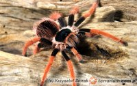 Megaphobema robustum Megaphobema robustum
