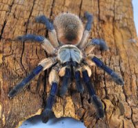 Monocentropus balfouri Monocentropus balfouri