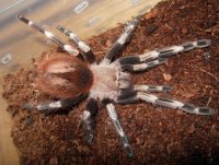 Nhandu chromatus Nhandu chromatus