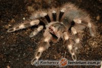 Nhandu coloratovillosus Nhandu coloratovillosus