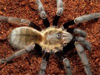 Ornithoctonus aureotibialis Ornithoctonus aureotibialis