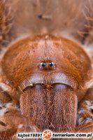Pelinobius muticus Pelinobius muticus