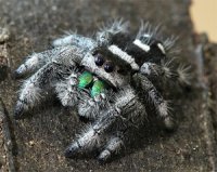 Phidippus regius Phidippus regius