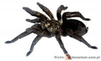 Phormictopus auratus Phormictopus auratus