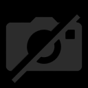 Poecilotheria fasciata Poecilotheria fasciata