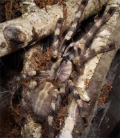 Poecilotheria formosa Poecilotheria formosa