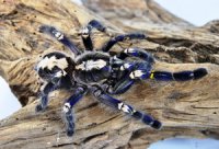 Poecilotheria metallica Poecilotheria metallica