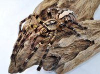 Poecilotheria ornata Poecilotheria ornata