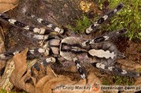 Poecilotheria regalis Poecilotheria regalis