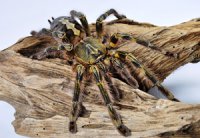 Poecilotheria rufilata Poecilotheria rufilata