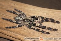 Poecilotheria smithi Poecilotheria smithi