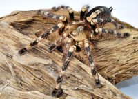 Poecilotheria sp. lowland Poecilotheria sp. lowland