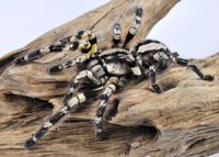 Poecilotheria striata Poecilotheria striata