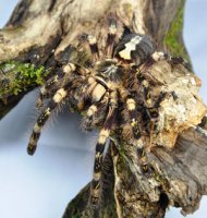 Poecilotheria subfusca Poecilotheria subfusca