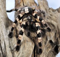 Poecilotheria tigrinawesseli Poecilotheria tigrinawesseli