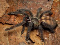 Psalmopoeus irminia Psalmopoeus irminia