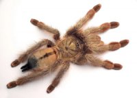 Psalmopoeus pulcher Psalmopoeus pulcher