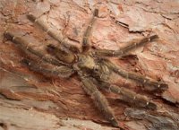 Psalmopoeus reduncus Psalmopoeus reduncus