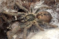 Pterinochilus chordatus Pterinochilus chordatus