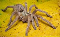 Pterinochilus lugardi Pterinochilus lugardi