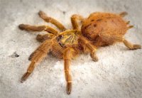 Pterinochilus murinus - ptasznik słoneczny Pterinochilus murinus - ptasznik słoneczny