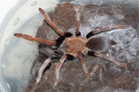 Selenocosmia arndsti Selenocosmia arndsti