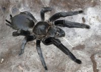 Selenocosmia crassipes Selenocosmia crassipes