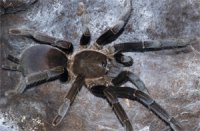 Selenocosmia effera Selenocosmia effera