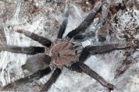 Selenocosmia peerboomi Selenocosmia peerboomi