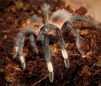 Sericopelma melanotarsum Sericopelma melanotarsum