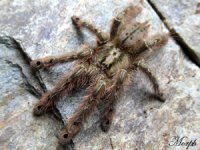 Stromatopelma calceatum Stromatopelma calceatum