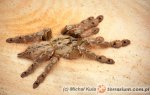 Stromatopelma Stromatopelma