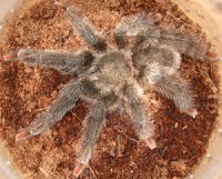 Tapinauchenius gigas Tapinauchenius gigas