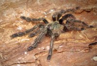 Tapinauchenius subcaeruleus Tapinauchenius subcaeruleus