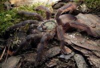 Tapinauchenius violaceus Tapinauchenius violaceus