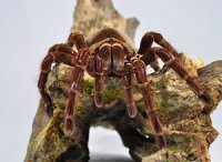 Theraphosa blondi - ptasznik goliat Theraphosa blondi - ptasznik goliat