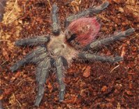 Thrixopelma ockerti Thrixopelma ockerti