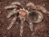 Vitalius wacketi Vitalius wacketi